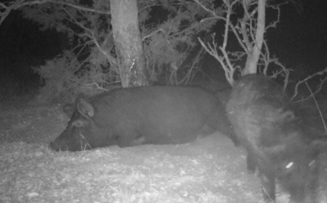 PIG OIL Original - 1 Quart