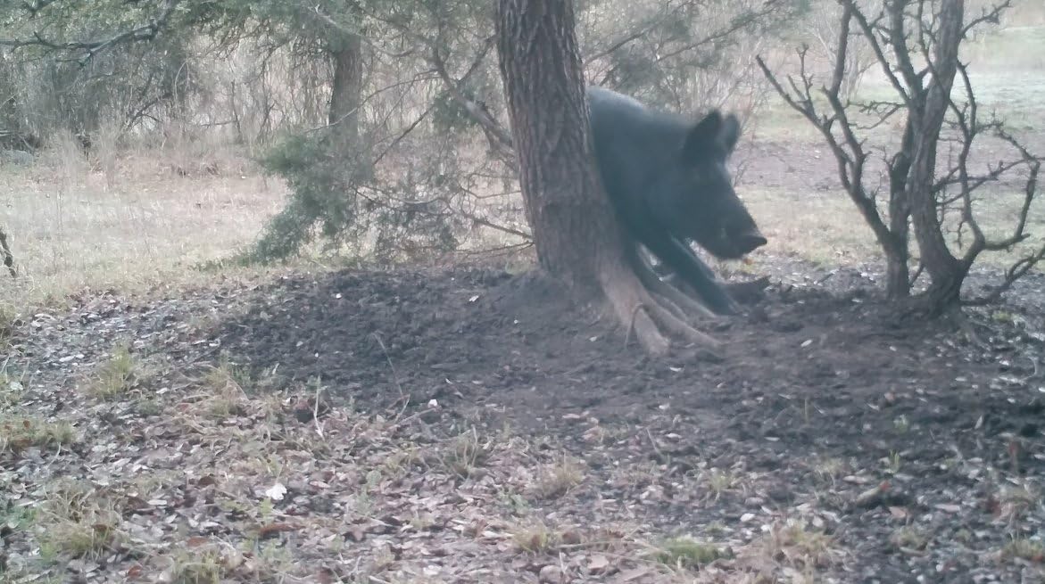 PIG OIL Original - 1 Quart