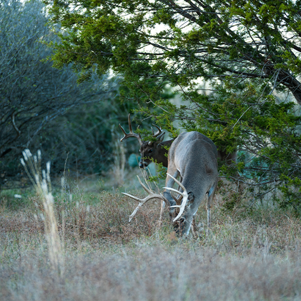 BUCK OIL Deer Attractant