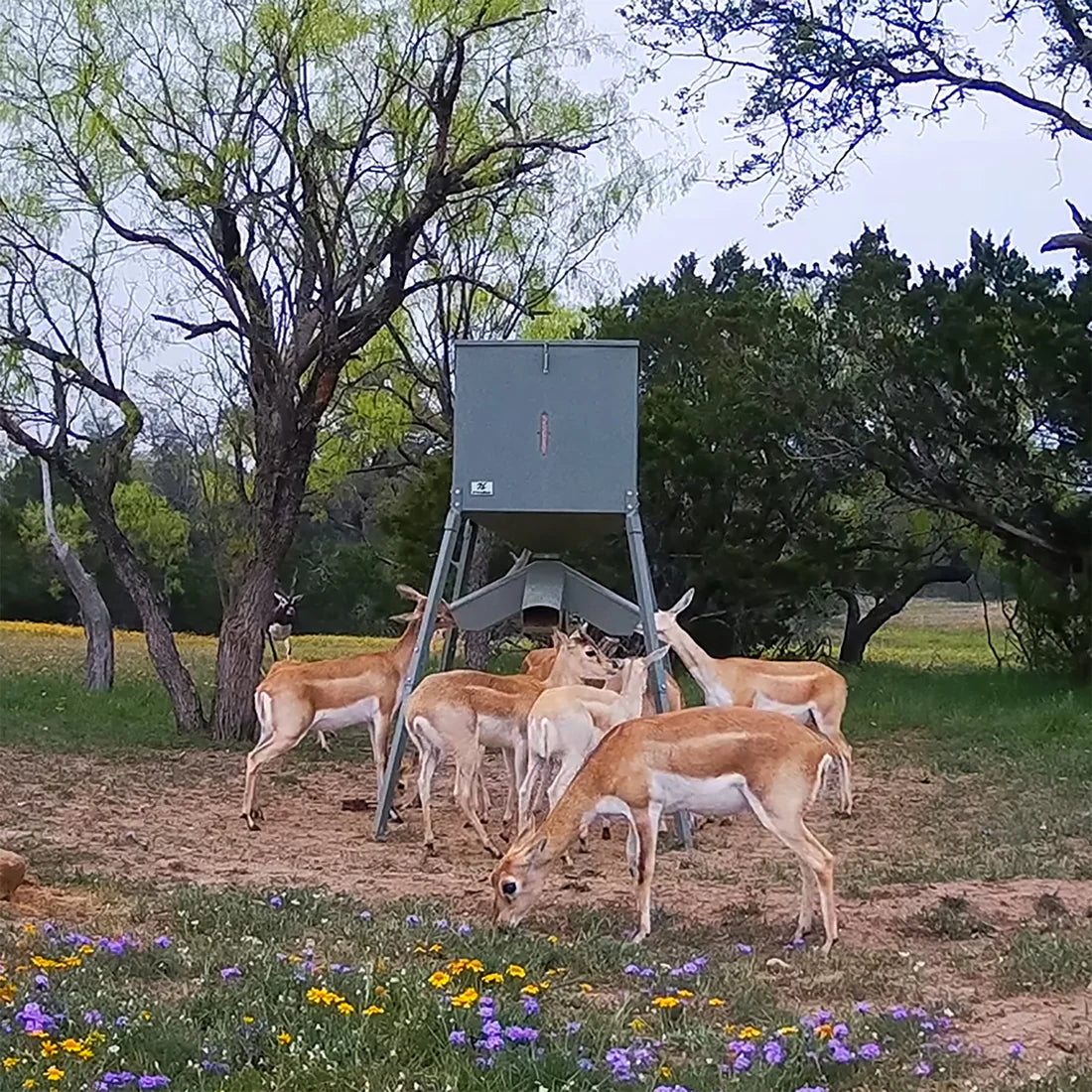 TREELINE 600 Pound Timed Protein Feeder