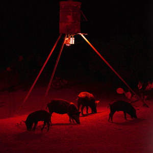 How to Hunt Hogs at Night