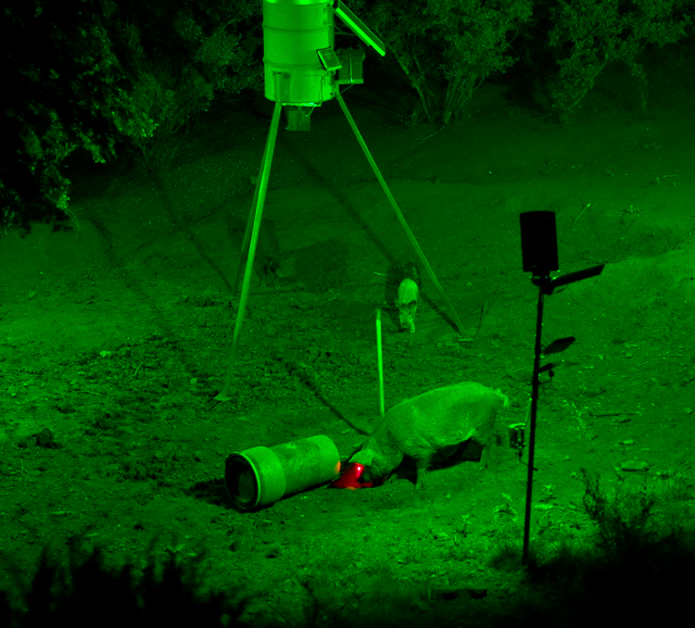 How to Get Hogs Used to a Feeder Light Without Spooking Them