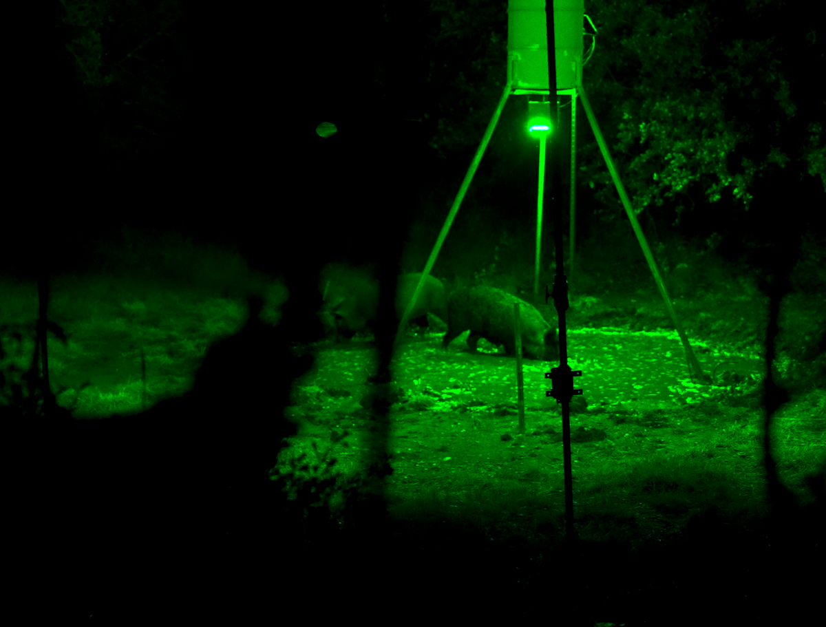 Red vs. Green Lights for Hog Hunting: Which Color Is Better?