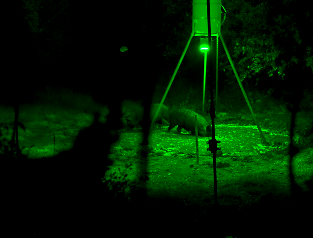 Red vs. Green Lights for Hog Hunting: Which Color Is Better?