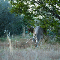 BUCK OIL Deer Attractant