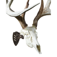 SKULL HOOKER, The Little Hooker