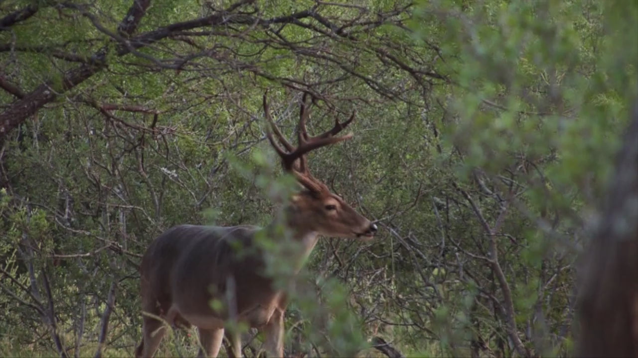 BUCK OIL Deer Attractant